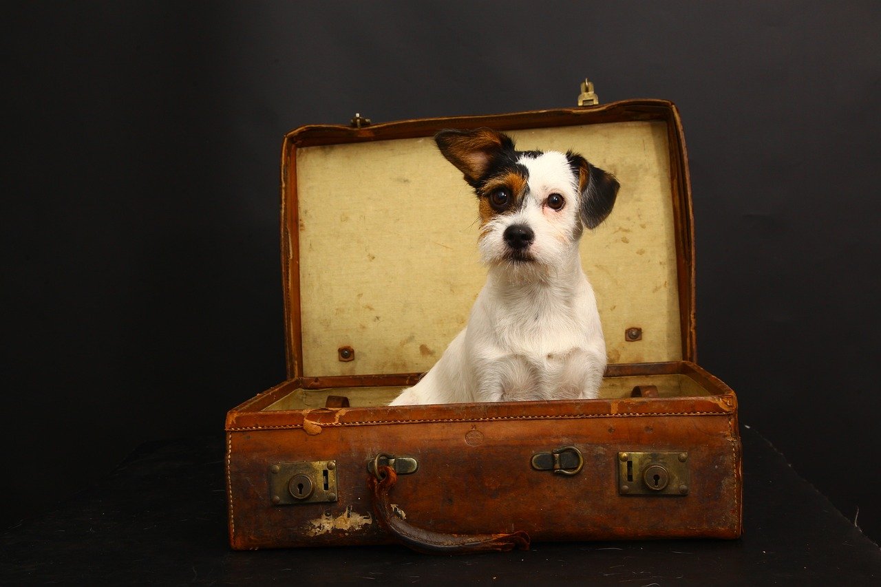 Jack Russelsitzt in Koffer